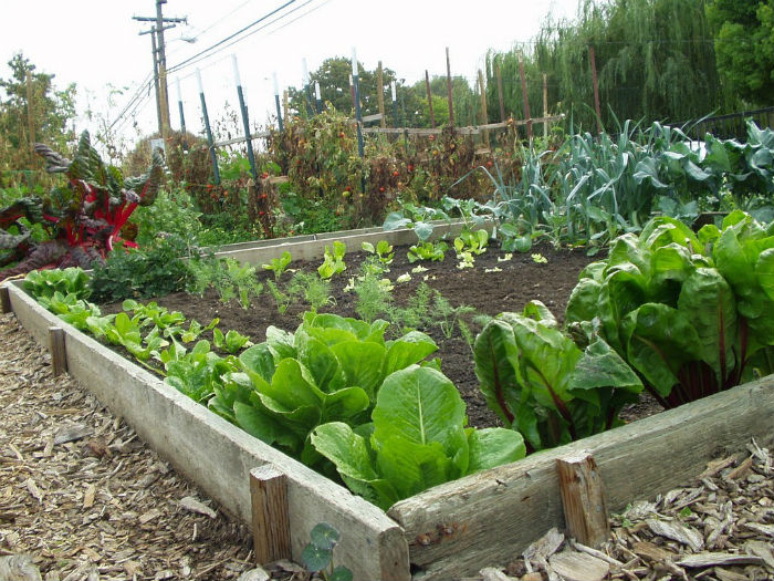 a-vegetable-garden1 site