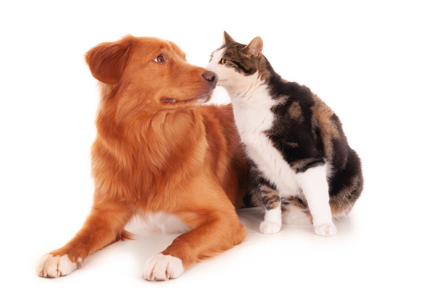 A Nova Scotia cat and a Retriever dog playing funnily on a white surface