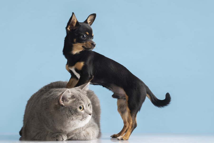 beautiful-pet-portrait-of-small-dog-and-cat